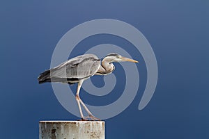 Gray heron standing over a blue sky