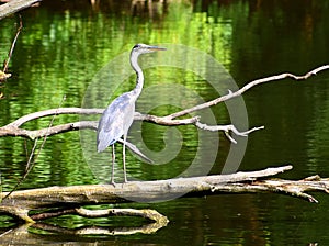 Gray heron standing on a tree branch spread wings a very natural beautiful view.