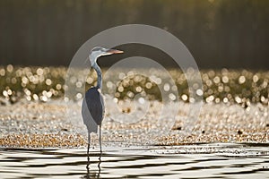 Gray heron standing in water