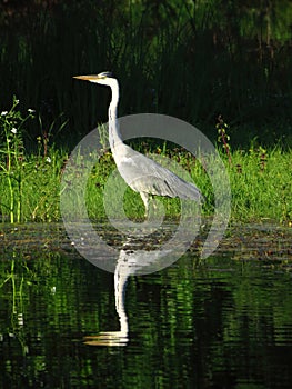 Gray heron standing by the water with reflection