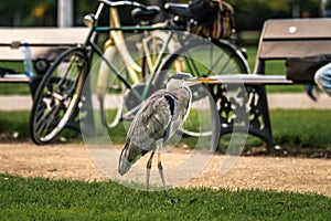 Gray Heron stands next to a dirt footpath in a public park