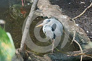 gray heron stands in water near shore