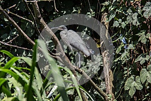 Gray heron struts