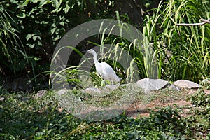 Gray heron struts