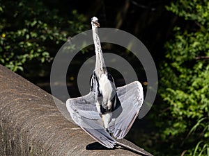 Gray heron sunning itself with limp wings 2