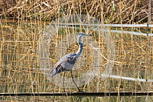 Gray heron in the swamp