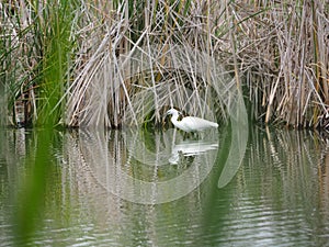 Gray heron taking a water ride, lake ivars and vila sana, lerida, spain, europe