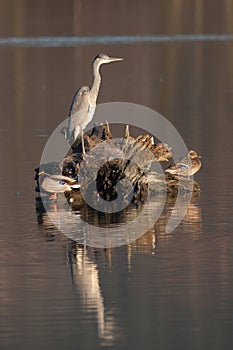 Gray heron and two ducks at sunset