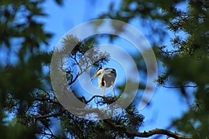 gray heron in the Volga River Reserve