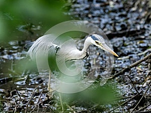 Gray heron wading through muddy wetland 1