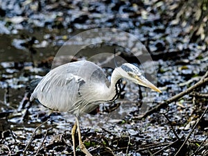 Gray heron wading through muddy wetland 2