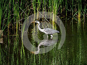 Gray heron wading in a pond 3
