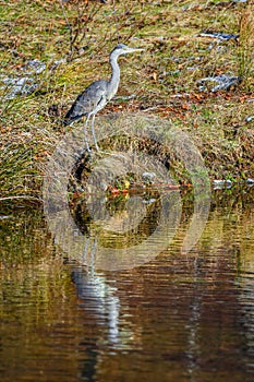 Gray heron waiting to feed on fish on the river shore - Ardea cinerea