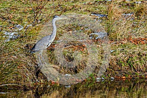 Gray heron waiting to feed on fish on the river shore - Ardea cinerea