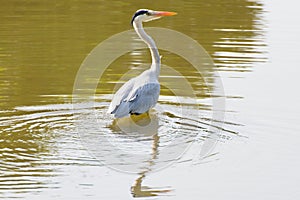 A gray heron in the water