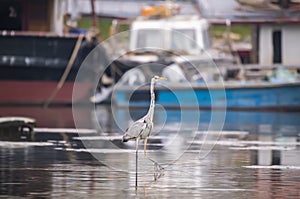 Gray heron,Wildlife in natura