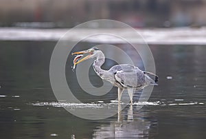 Gray heron,Wildlife in natural