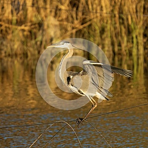 A Gray Heron on a Wire