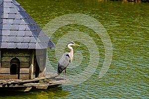 Gray Heron in a wooden manger cabin on a lake in Bad Pyrmont, Germany