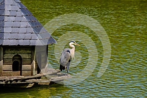 Gray Heron in a wooden manger cabin on a lake in Bad Pyrmont, Germany