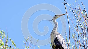 Gray heront, Ardea cinerea, massive long-legged wading bird with long neck, curved beak sits high on tree, migration birds of