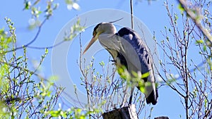 Gray heront, Ardea cinerea, massive long-legged wading bird with long neck, curved beak sits high in tree, migration birds of