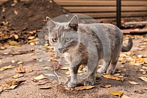 Gray homeless cat