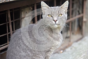 Gray homeless cross-eyed cat