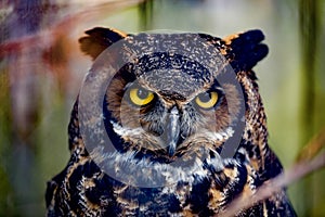 Gray horned owl