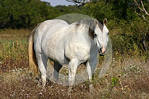 Gray Horse