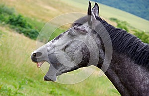 Gray horse