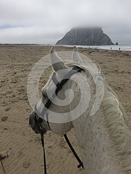 Gray horse on beach with foggy view of Morro Rock in Morro Bay, California