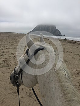 Gray horse on beach with foggy view of Morro Rock in Morro Bay, California
