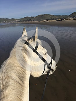 Gray horse on beach looking towards Cayucos, CA photo