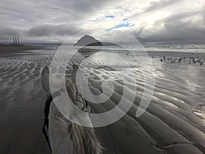 Gray horse on beach with view of Morro Rock in Morro Bay, California at low tide with seagulls 2019 photo