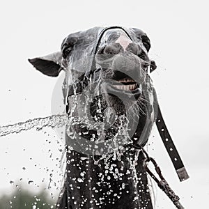 Gray horse being washed with hose in summer in stable