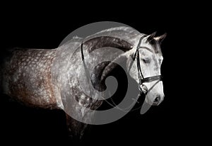 Gray horse with bridle