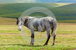Gray horse dapple