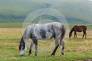 Gray horse dapple and brown horses