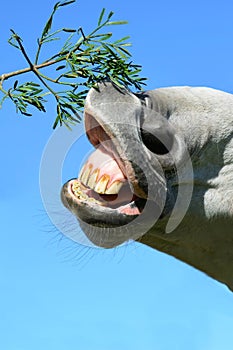 Gray horse eating from a branch