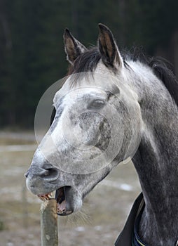 Gray horse eating on pole