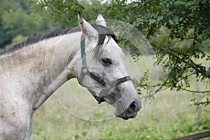 Gray horse eating tree leaves