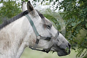 Gray horse eating tree leaves