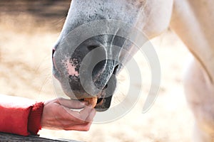 A gray horse eats from a man hand. The concept of trust, help animals. Taming pets