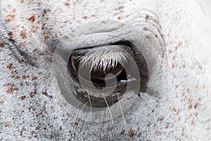 The gray horse eye closeup.