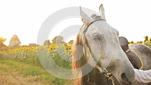 gray horse in a field at sunset, a head in slow motion. portrait of a stallion