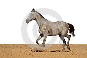 Gray horse foal galloping on sand on a white background