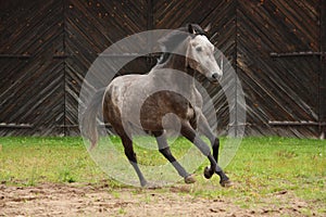 Gray horse galloping at the field