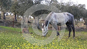 Gray horse grazing