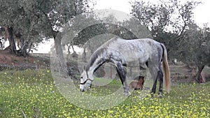 Gray horse grazing